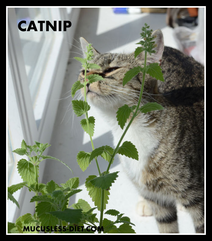 Catnip Herb Picture
